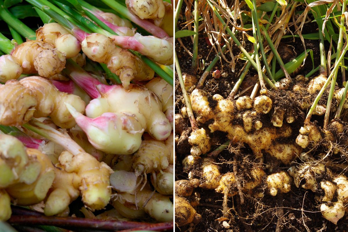 ginger-how-to-choose-store-prepare-and-use-it